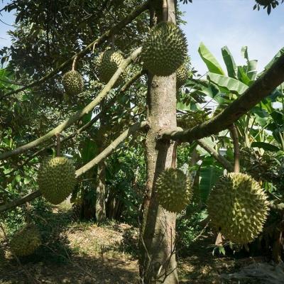 Về miệt vườn Cần Thơ mùa trái cây